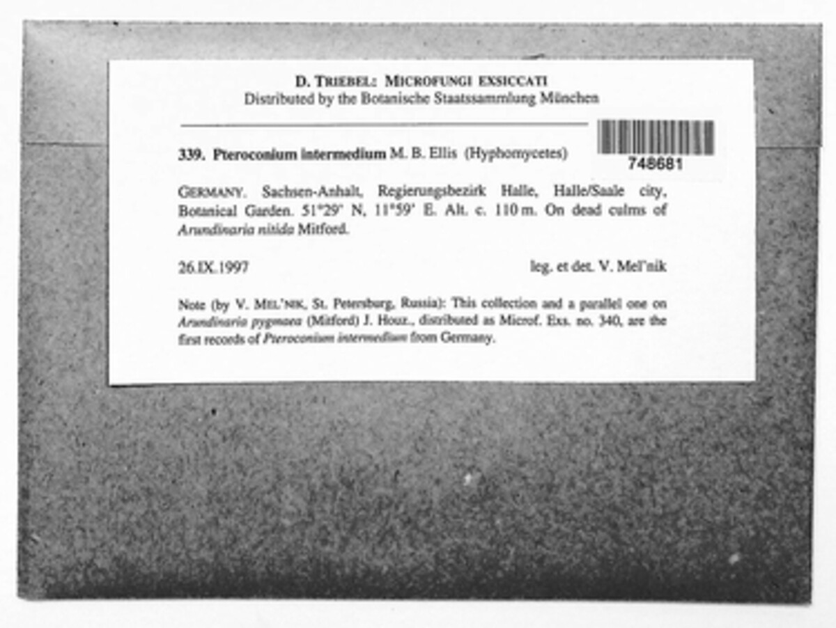 Pteroconium image